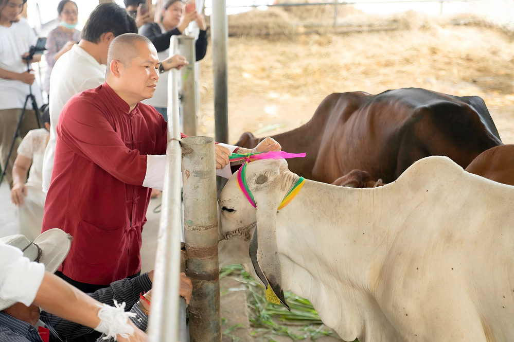 Le vénérable Ajarn Subin Sumethso qui bénit les bovins thaïs